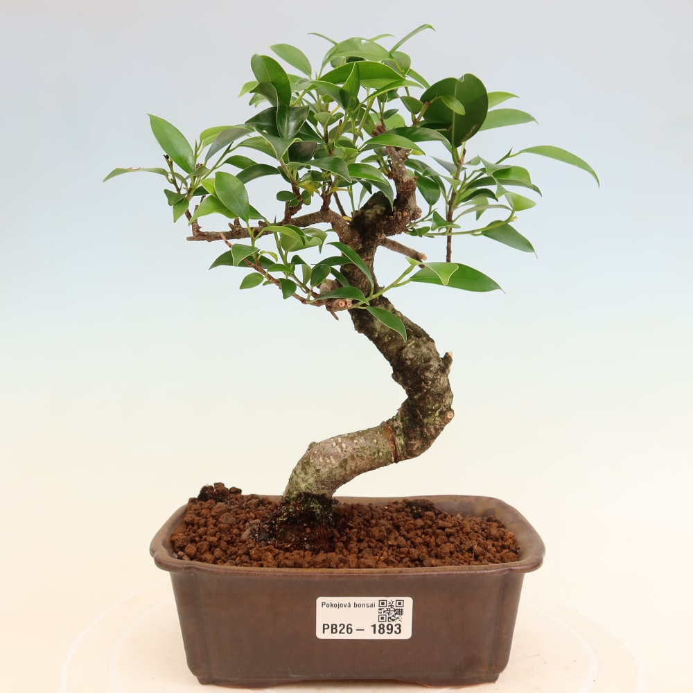 Kamerbonsai - Ficus retusa - kleinbladige ficus