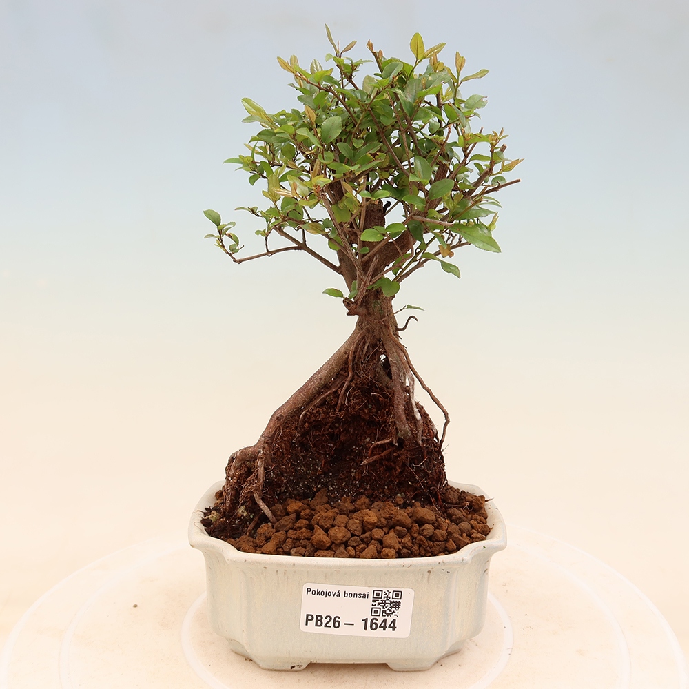 Kamerbonsai - Sageretia thea - Sageretia thea