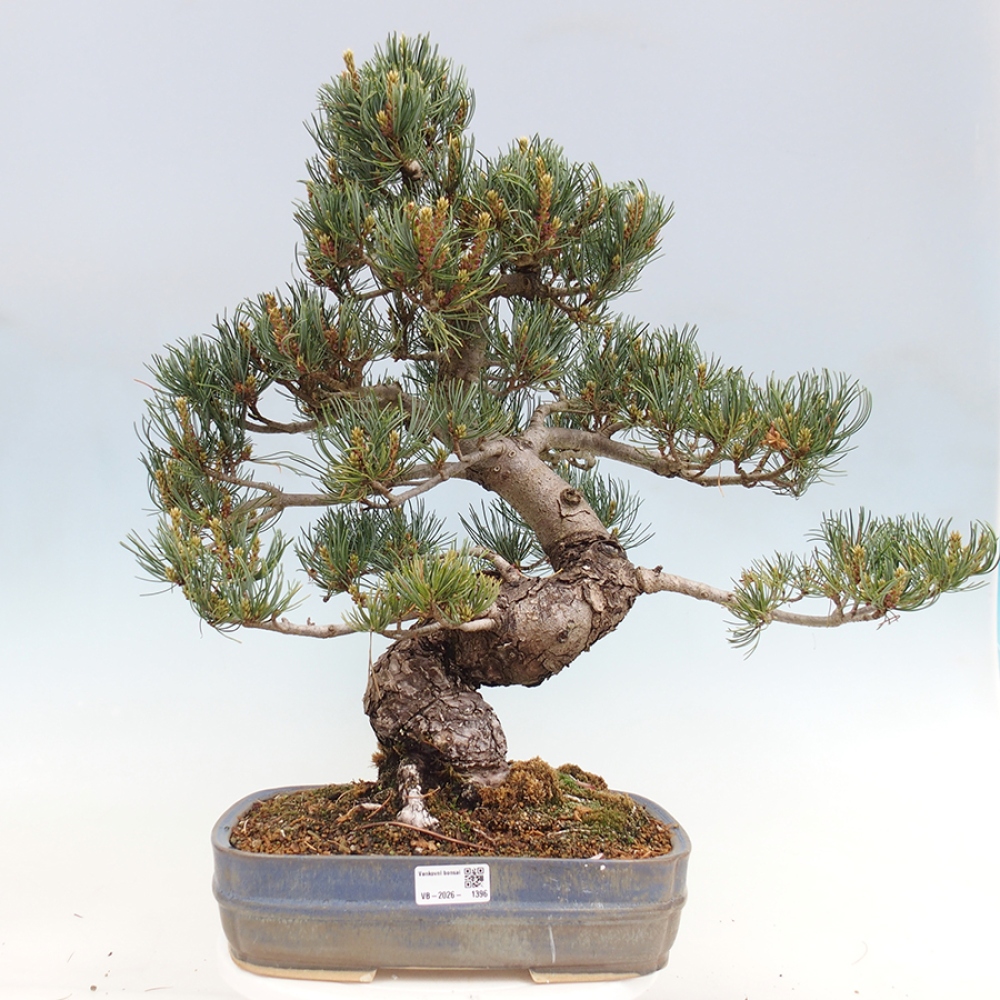 Bonsai voor buiten - Pinus parviflora - Pinus parviflora