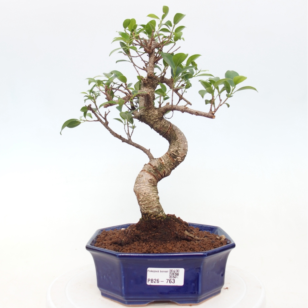 Kamerbonsai - Ficus retusa - kleinbladige ficus