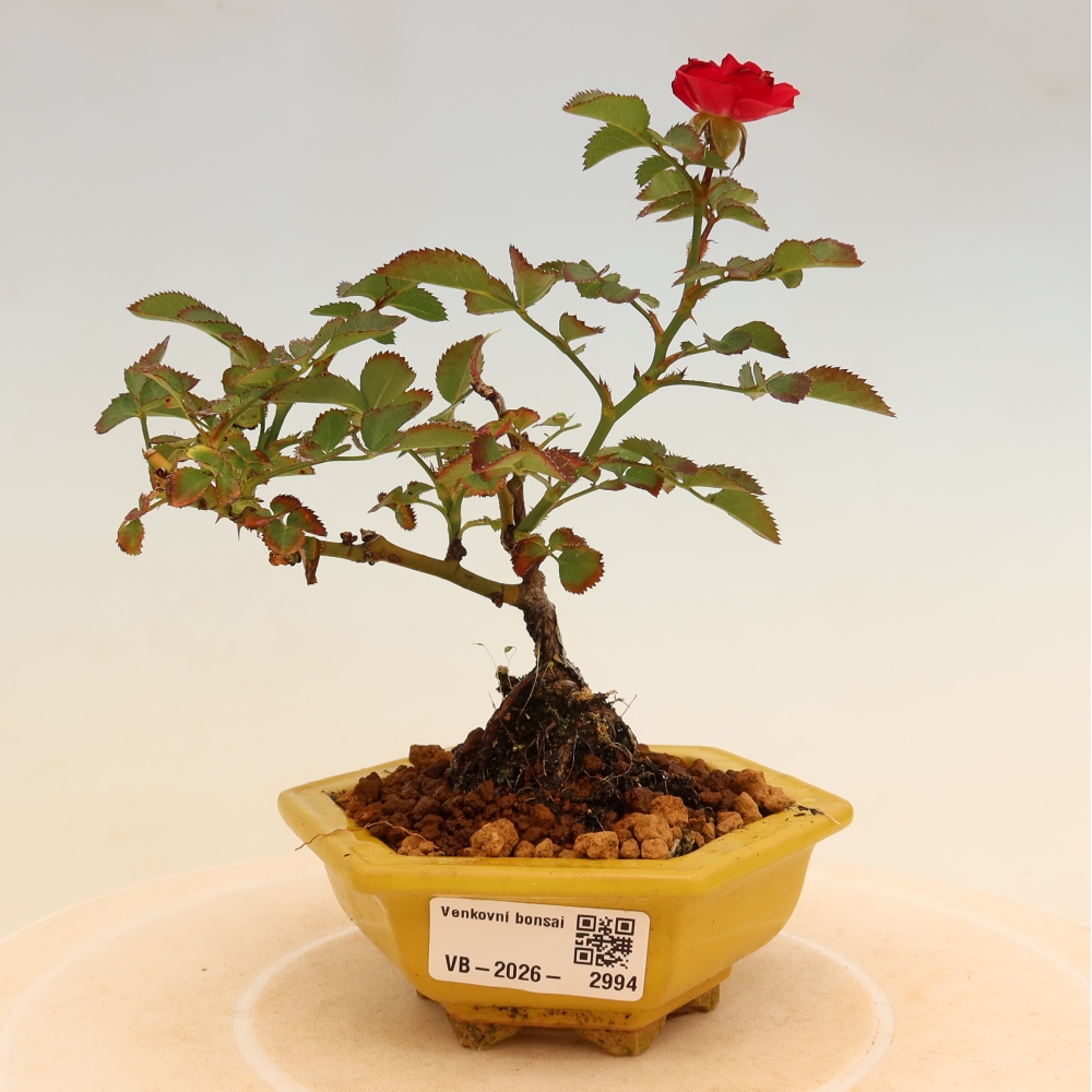 Bonsai voor buiten - Rosa Kordes - roos