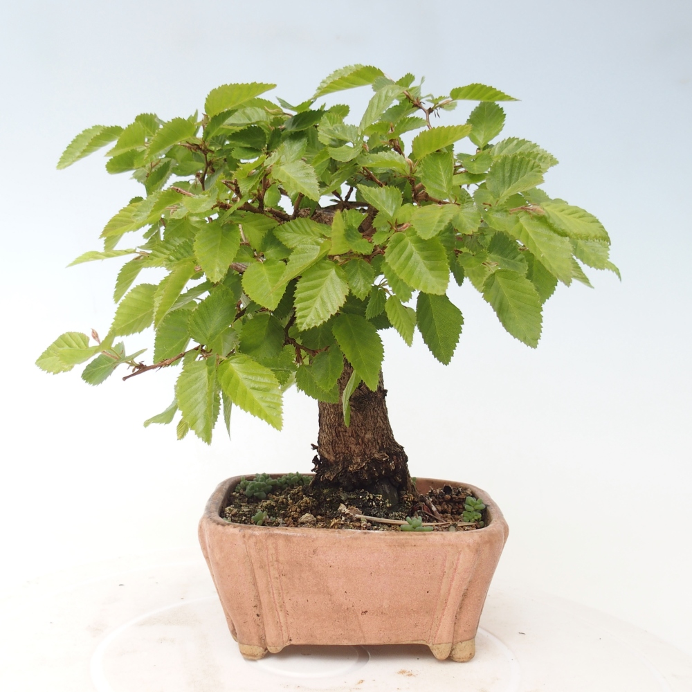 Bonsai voor buiten -Carpinus CARPINOIDES - Koreaanse haagbeuk