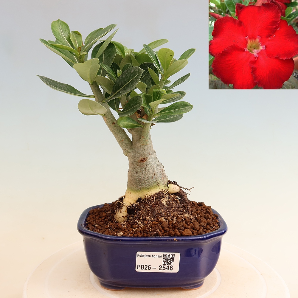 Kamerbonsai - Adenium obesum Red Star - Woestijnroos