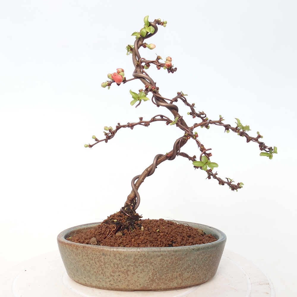 Bonsai voor buiten - Chaneomeles s. Red Joy - Kweepeer