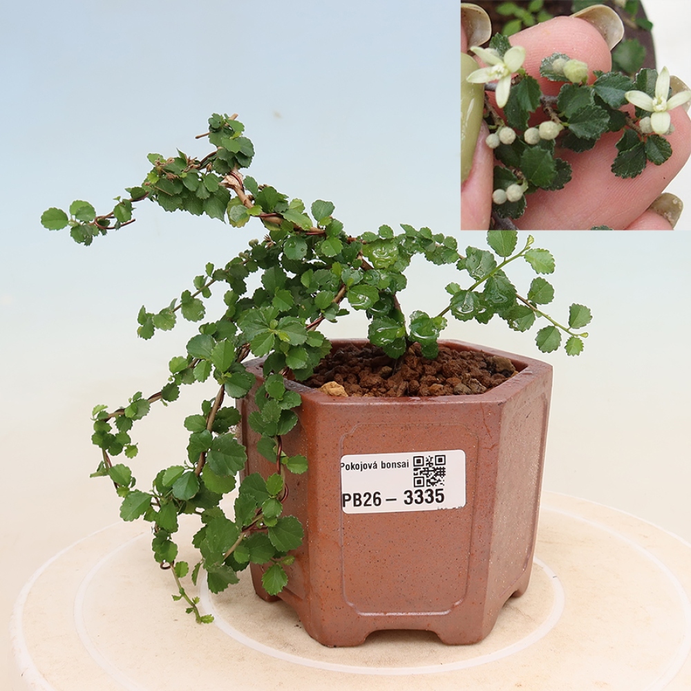 Kamerbonsai - Grewia sp. - Grewia malafolia