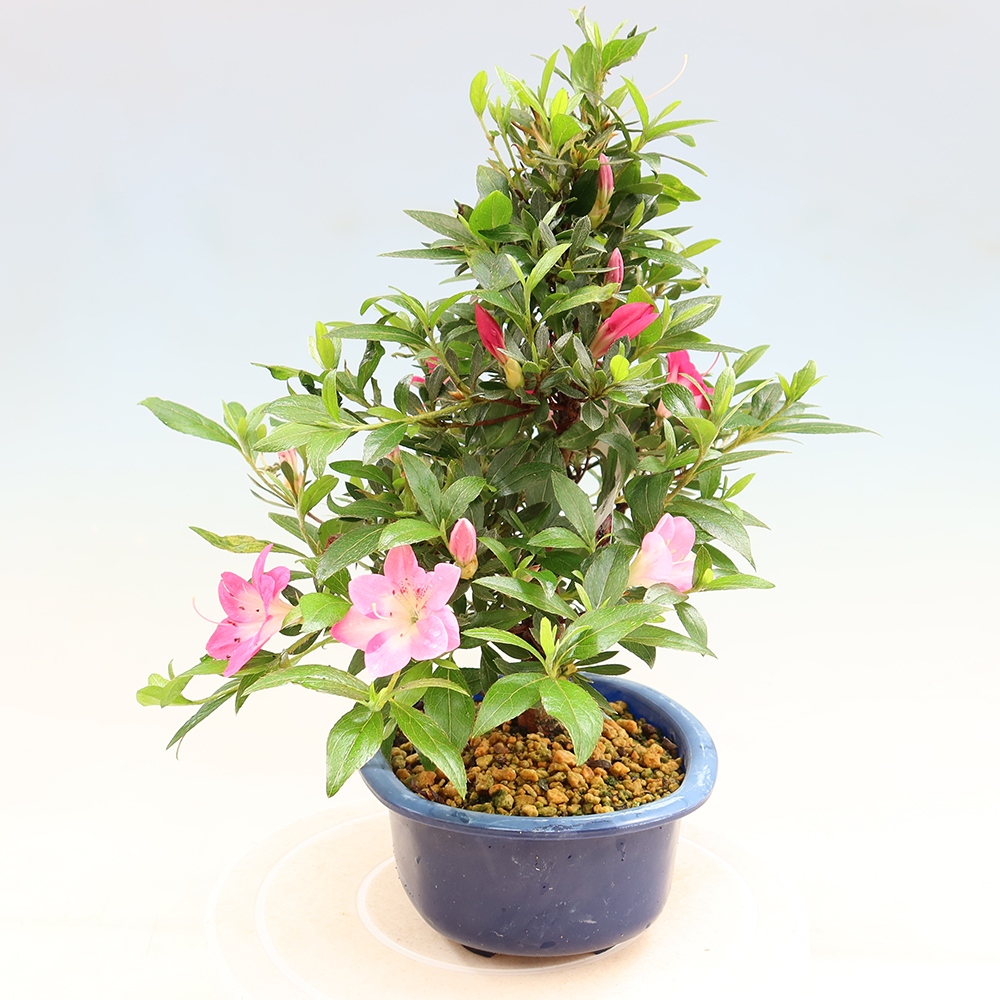 Bonsai voor buiten - Japanse Azalea - Azalea Reiko