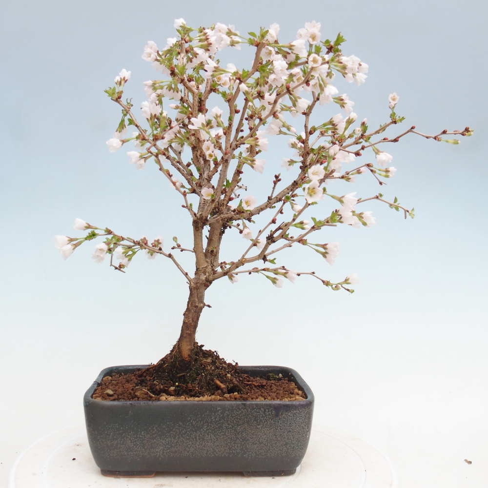 Bonsai voor buiten - Prunus incisa Kojou-no mai-Plivon uitgesneden