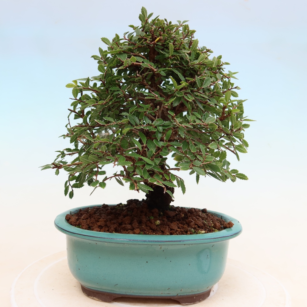 Bonsai voor buiten - Zelkova - Zelkova NIRE