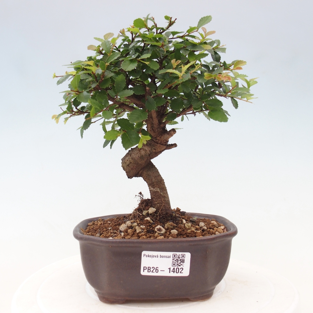 Kamerbonsai - Ulmus parvifolia - Winteriep