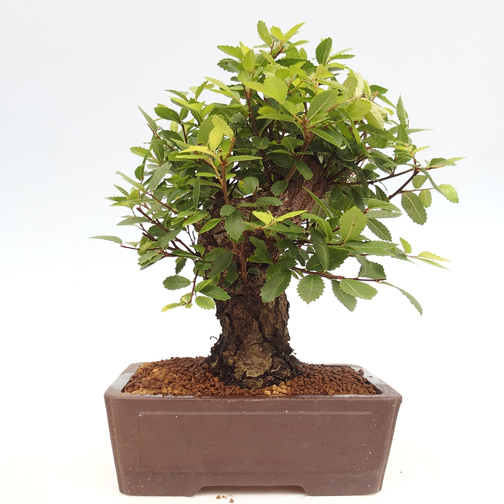 Bonsai voor buiten - Zelkova - Zelkova NIRE