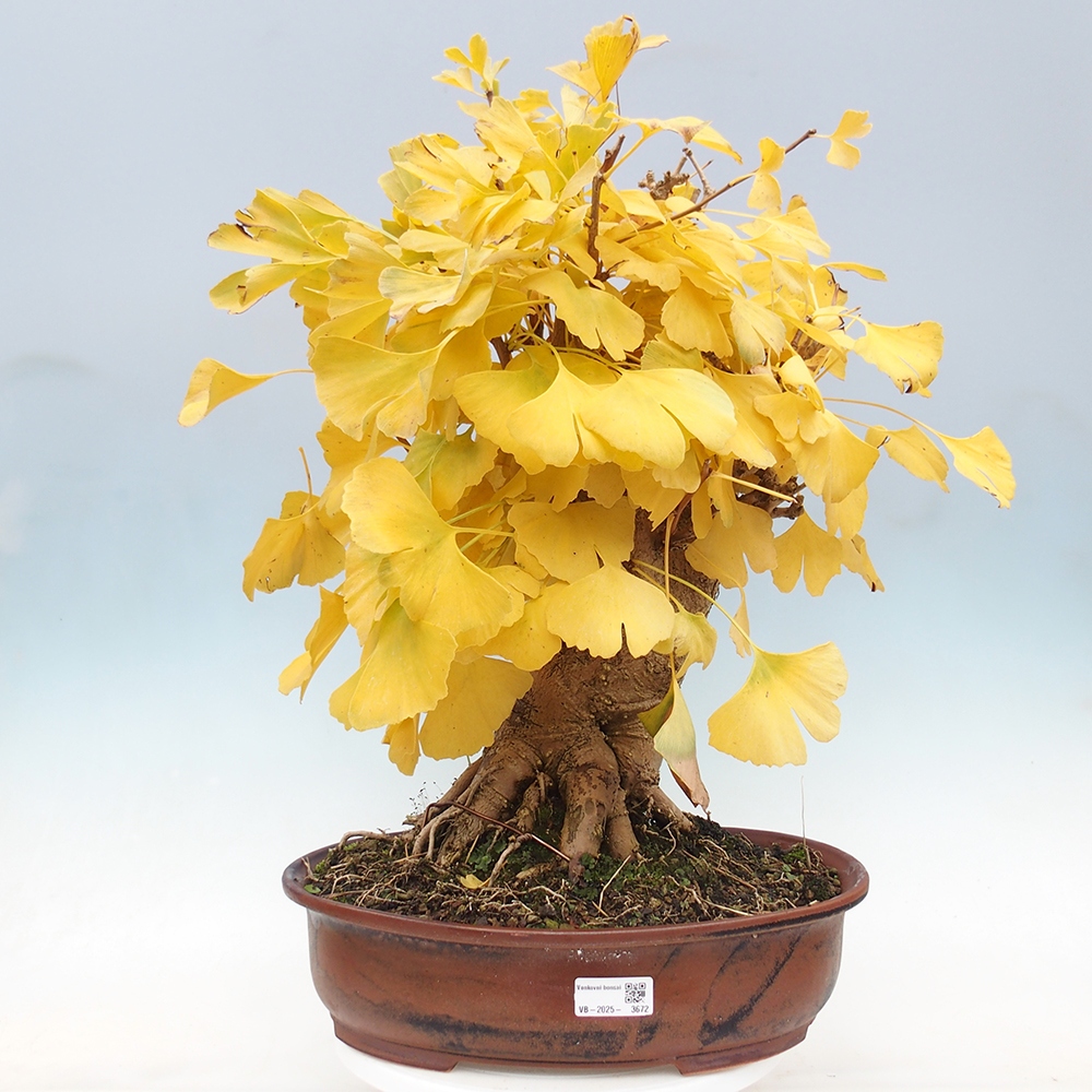 Bonsai voor buiten - Ginkgo biloba