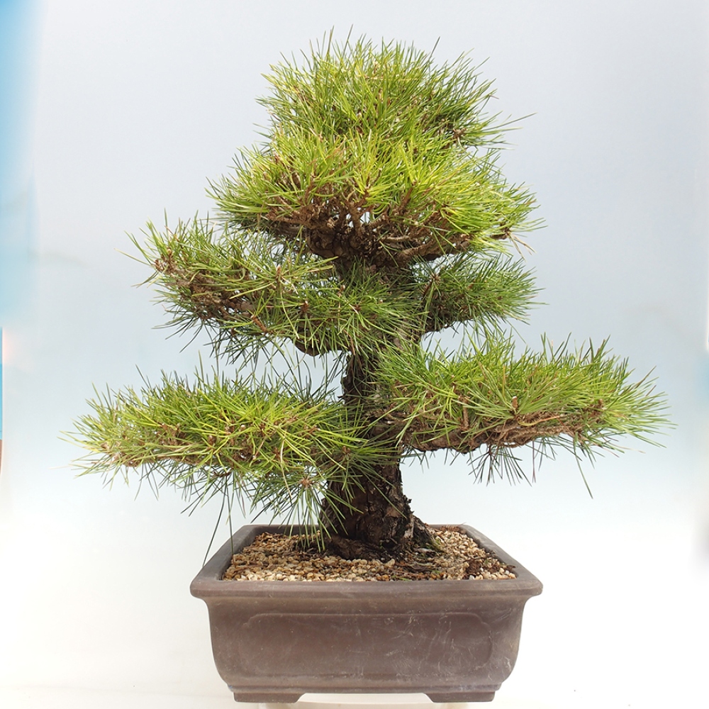 Bonsai voor buiten - Pinus thunbergii - Thunberg den
