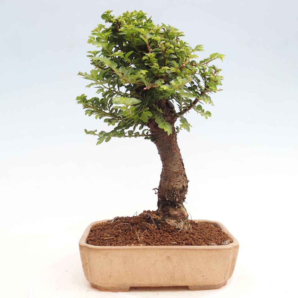 Bonsai voor buiten - Ulmus parvifolia Hokkaido - Chinese iep
