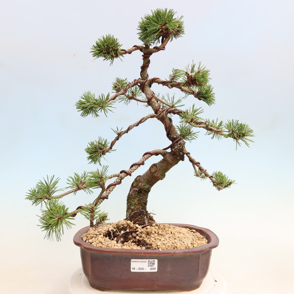 Bonsai voor buiten - Pinus mugo Humpy  - Bergden