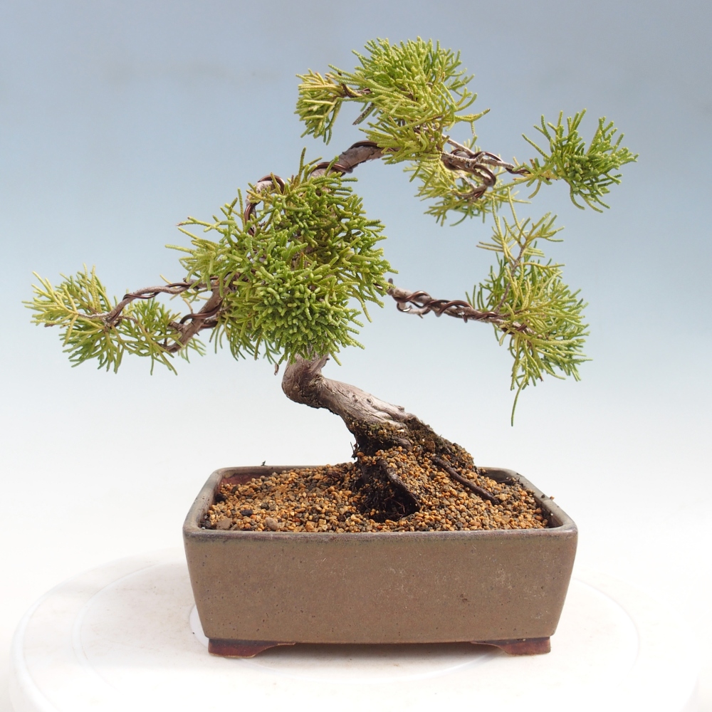Bonsai voor buiten - Juniperus chinensis Kishu