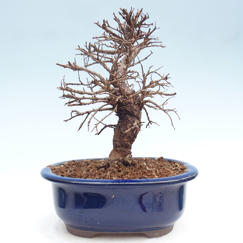Bonsai voor buiten - Zelkova - Zelkova NIRE