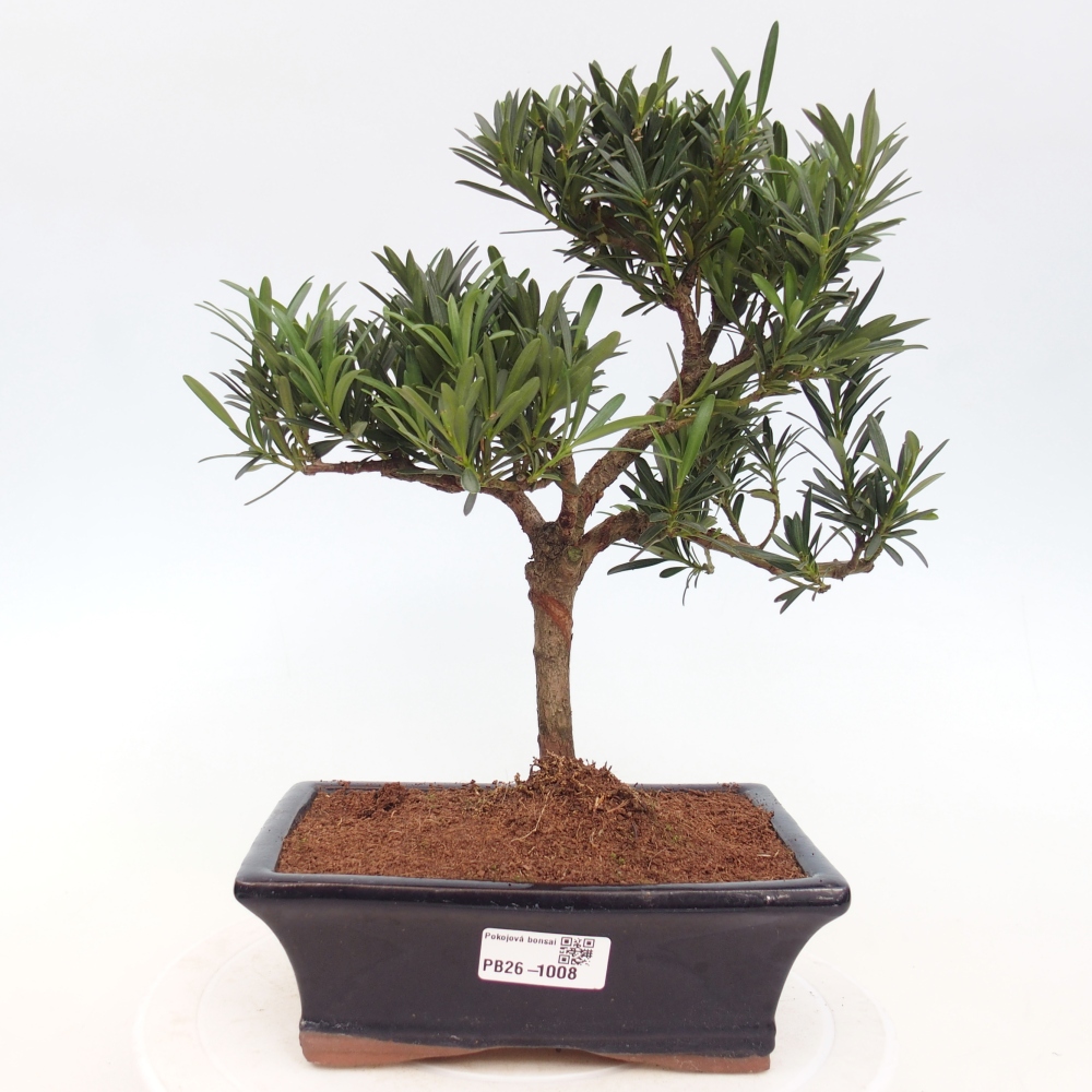 Kamerbonsai - Podocarpus - Taxus