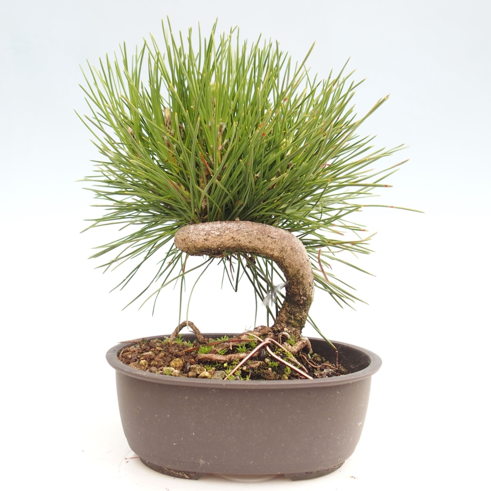 Bonsai voor buiten - Pinus thunbergii - Thunberg den