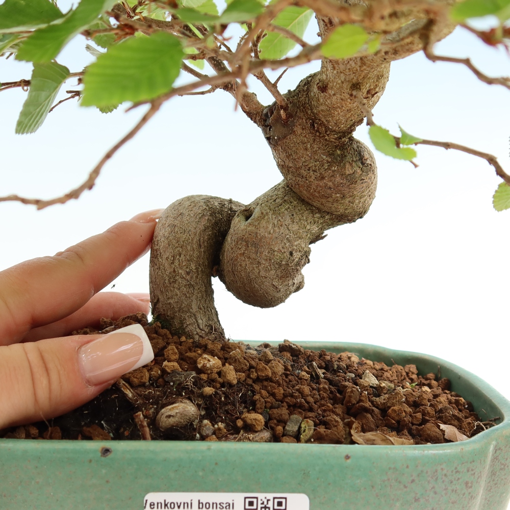 Bonsai voor buiten -Carpinus Coreana - Koreaanse haagbeuk