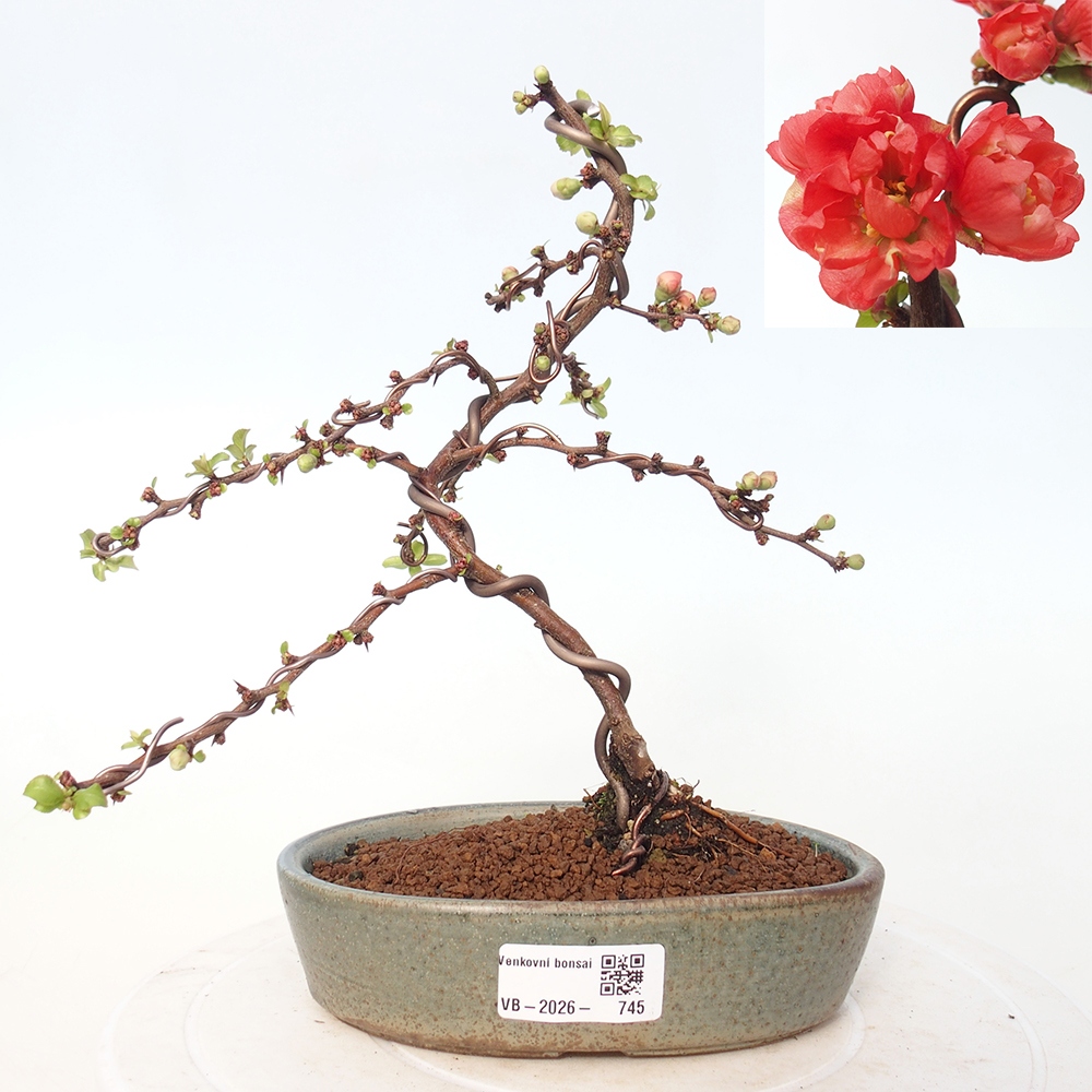 Bonsai voor buiten - Chaneomeles s. Red Joy - Kweepeer