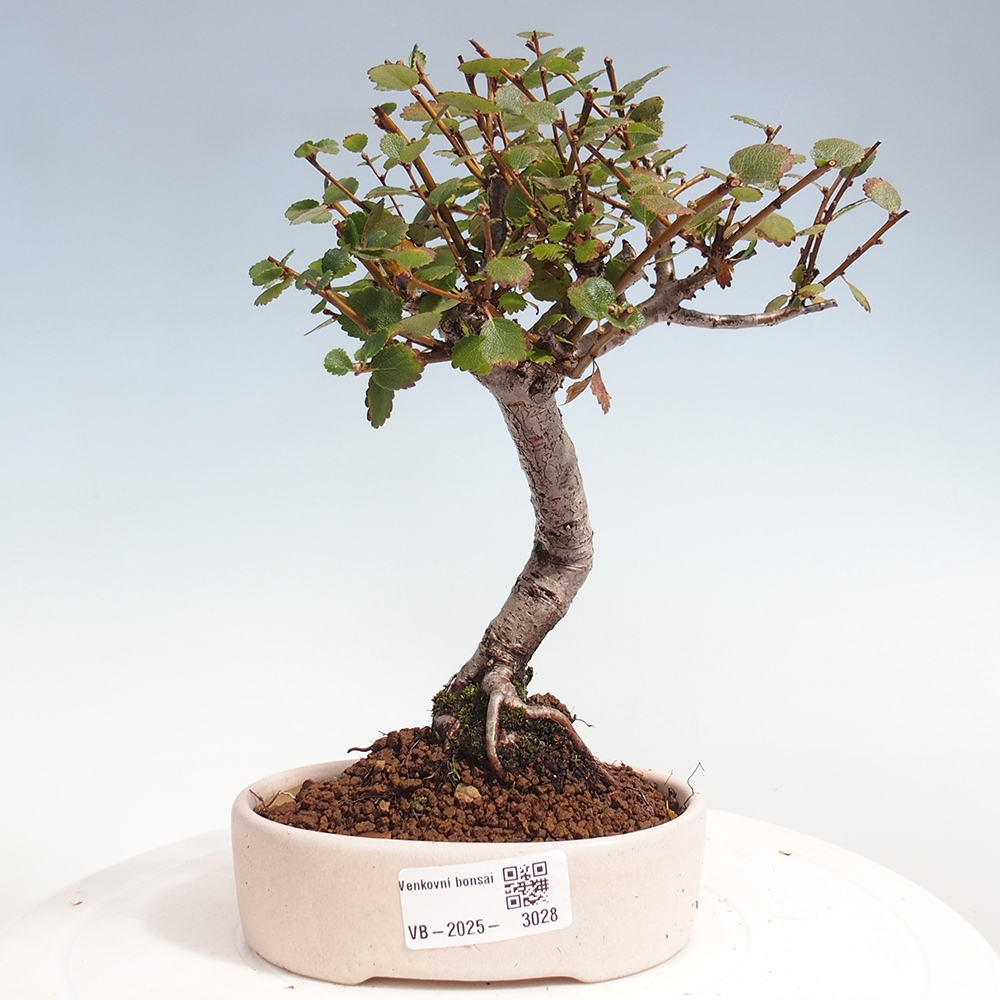 Bonsai voor buiten - berk - Betula NANA