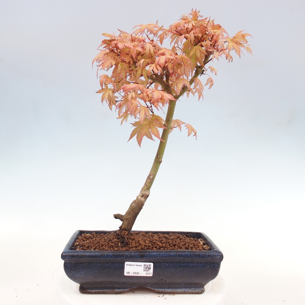 Noorse esdoorn - Acer palmatum Beni Tsukasa