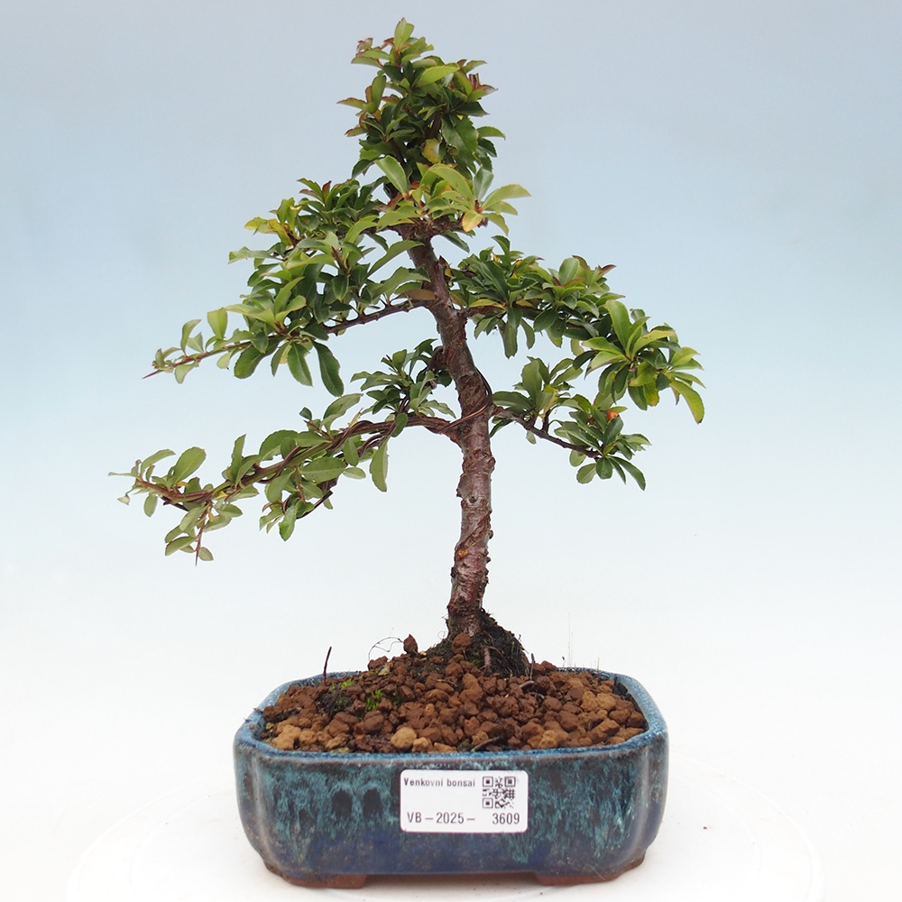 Bonsai-Pyracantha Teton voor buiten -Hlox