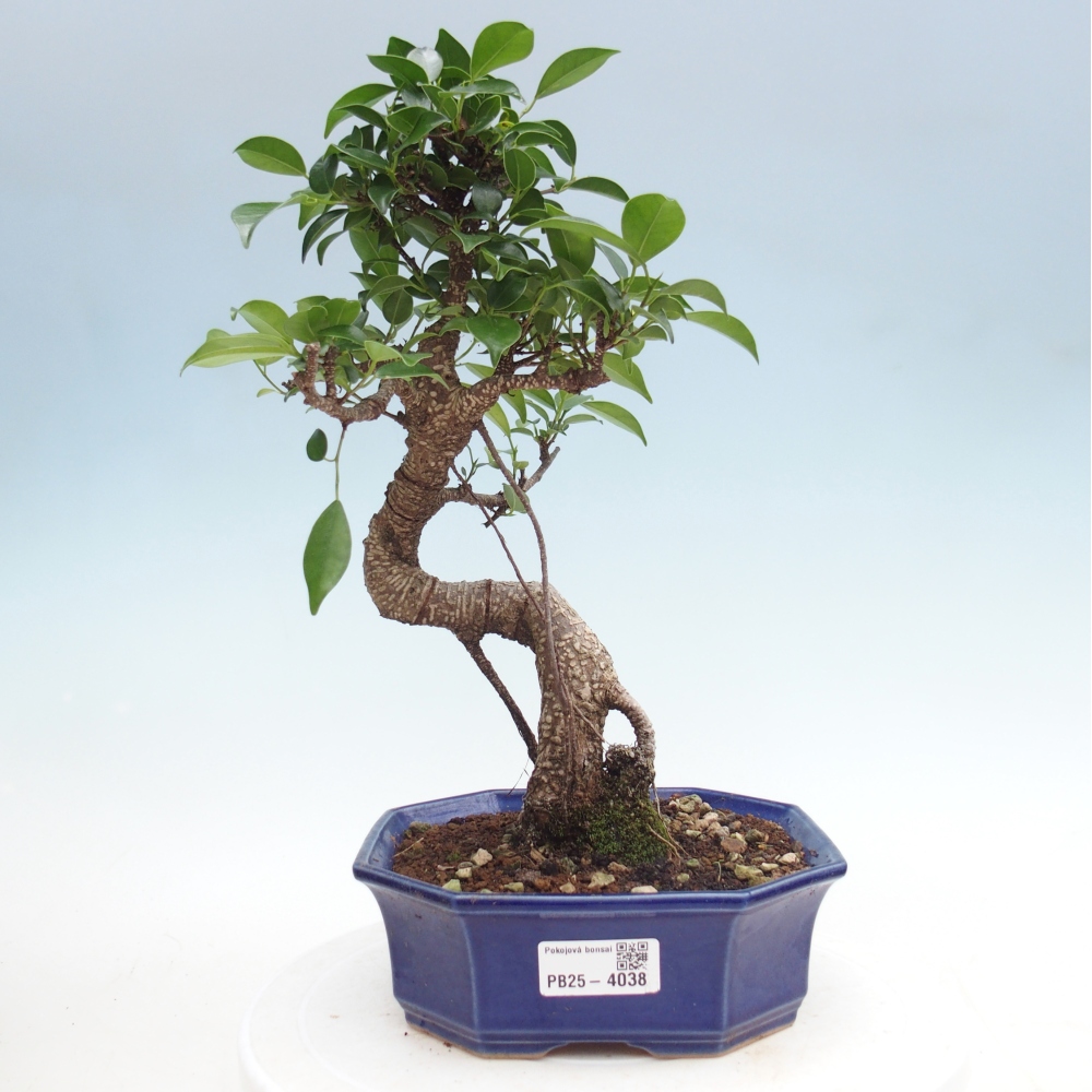 Kamerbonsai - Ficus retusa - kleinbladige ficus