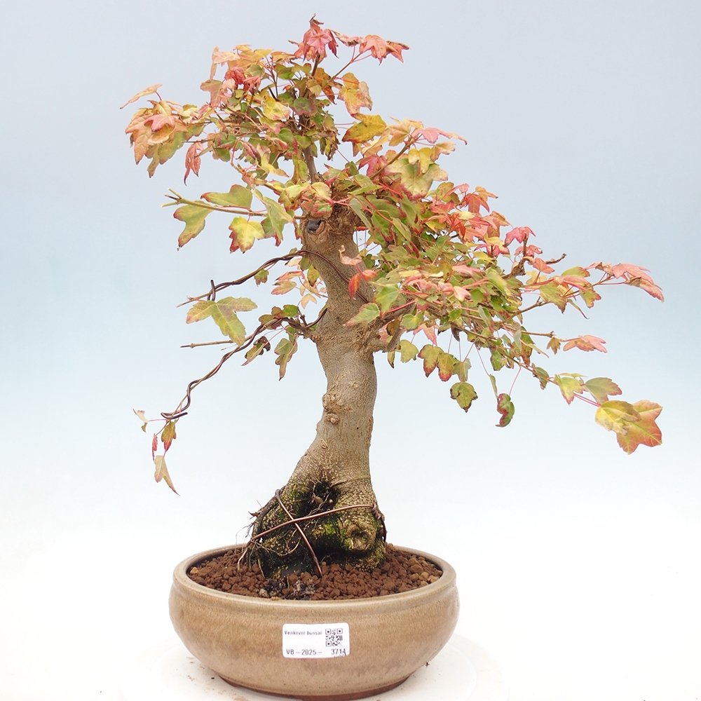 Bonsai voor buiten - Acer Buergerianum - Burgeresdoorn