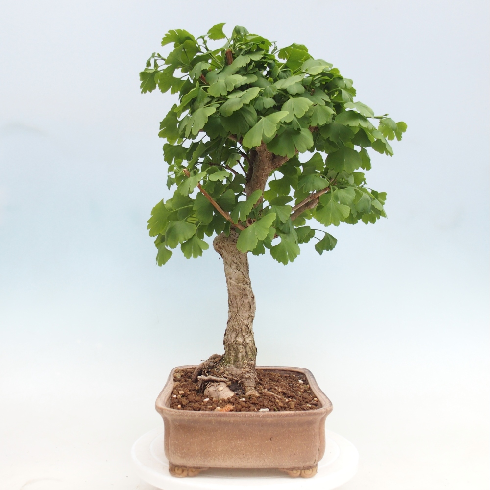 Bonsai voor buiten - Ginkgo biloba