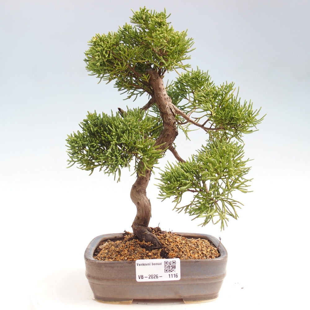 Bonsai voor buiten - Juniperus chinensis Kishu