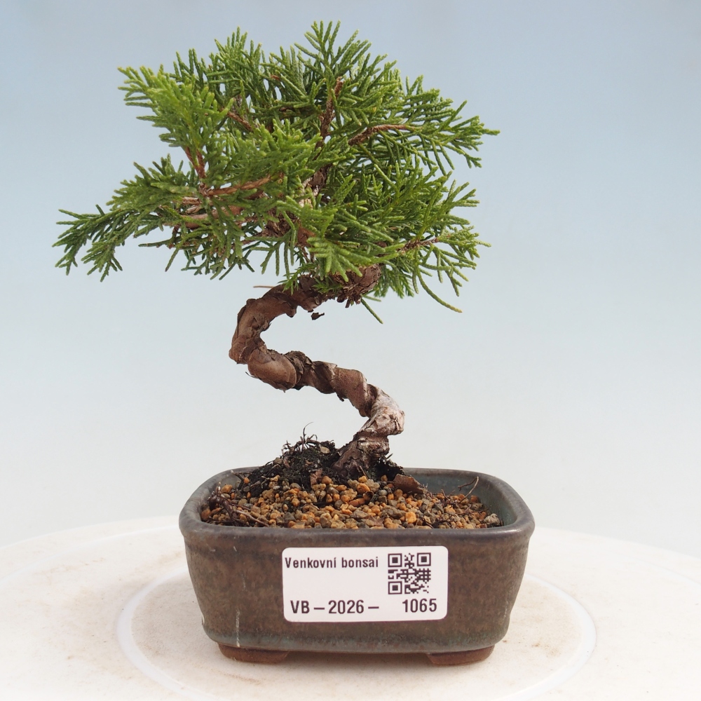 Bonsai voor buiten - Juniperus chinensis Kishu