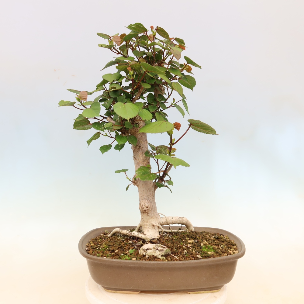 Bonsai voor binnen - Hibiscus tiliaceus - Zee Hibiscus