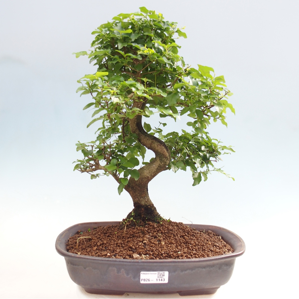 Kamerbonsai -Ligustrum chinensis - Vogelsnavel