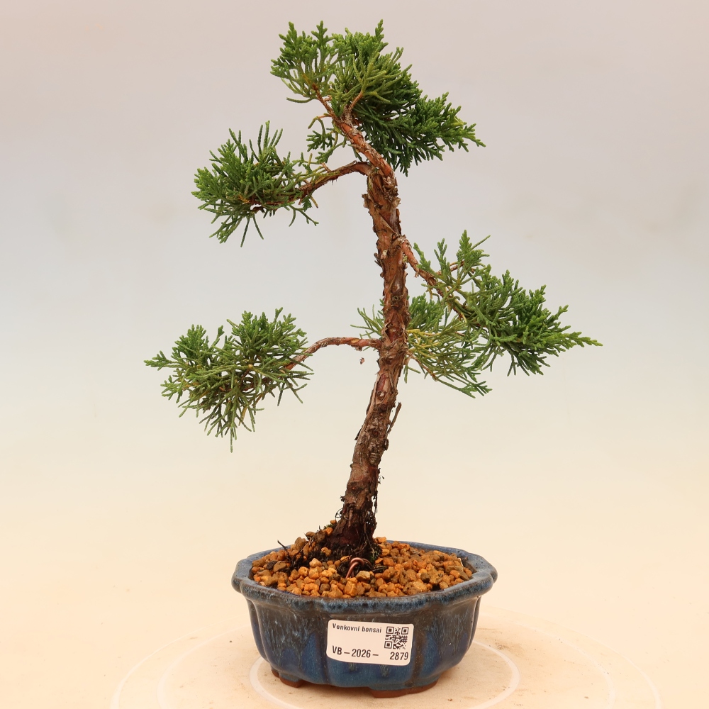 Bonsai voor buiten - Juniperus chinensis Kishu