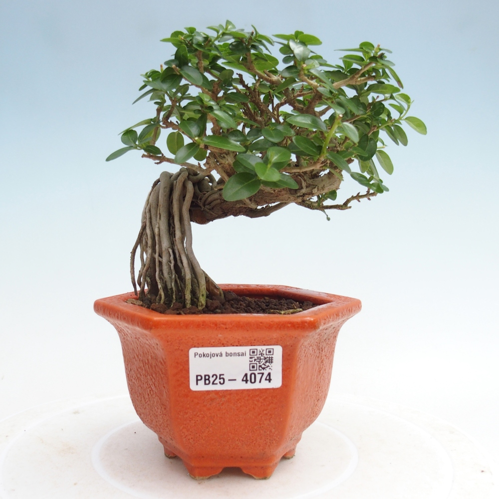 Bonsai voor binnen - Premna serratifolia - Kozlovna malolista