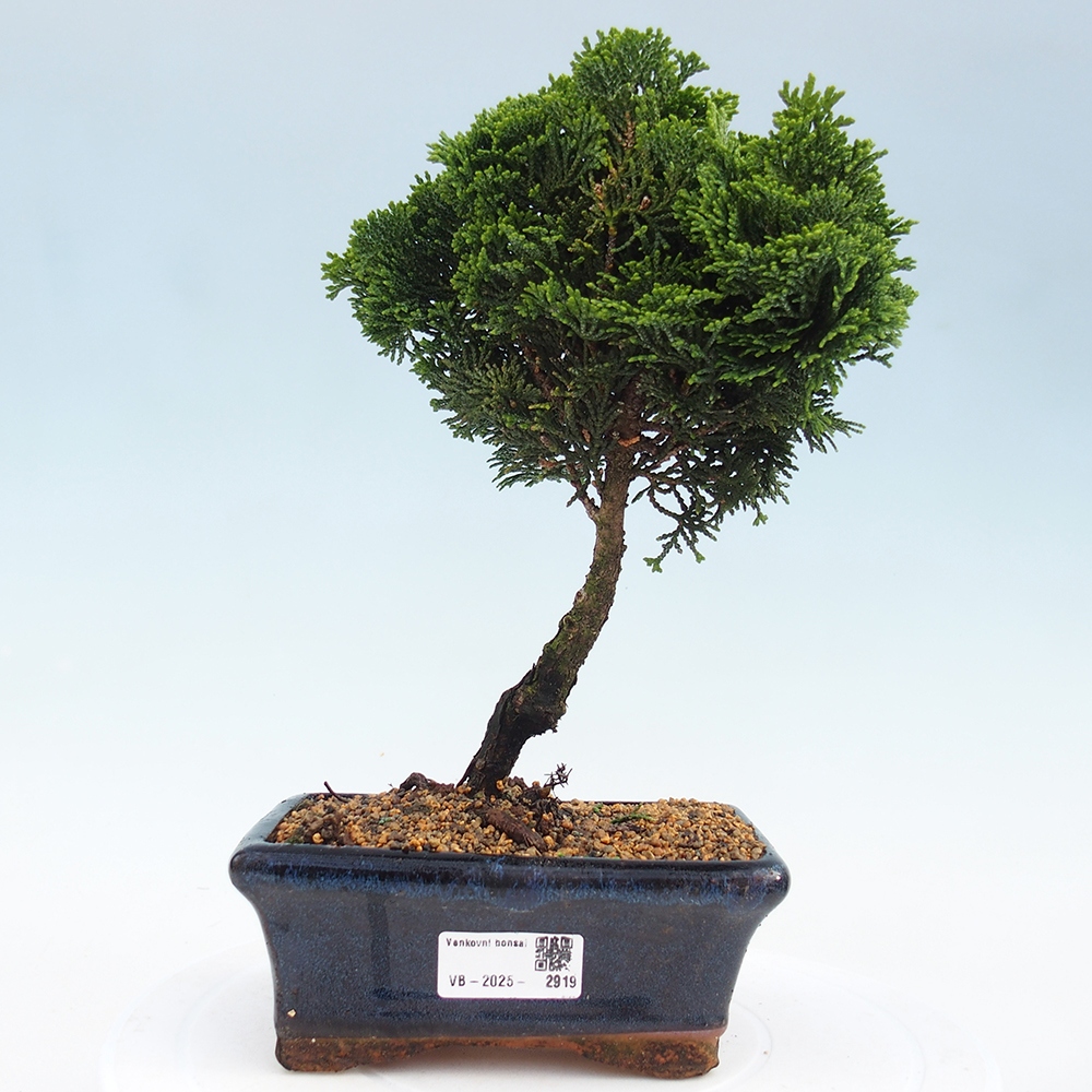 Bonsai voor buiten - Cham.pis obtusa Nana Gracilis - Cipres