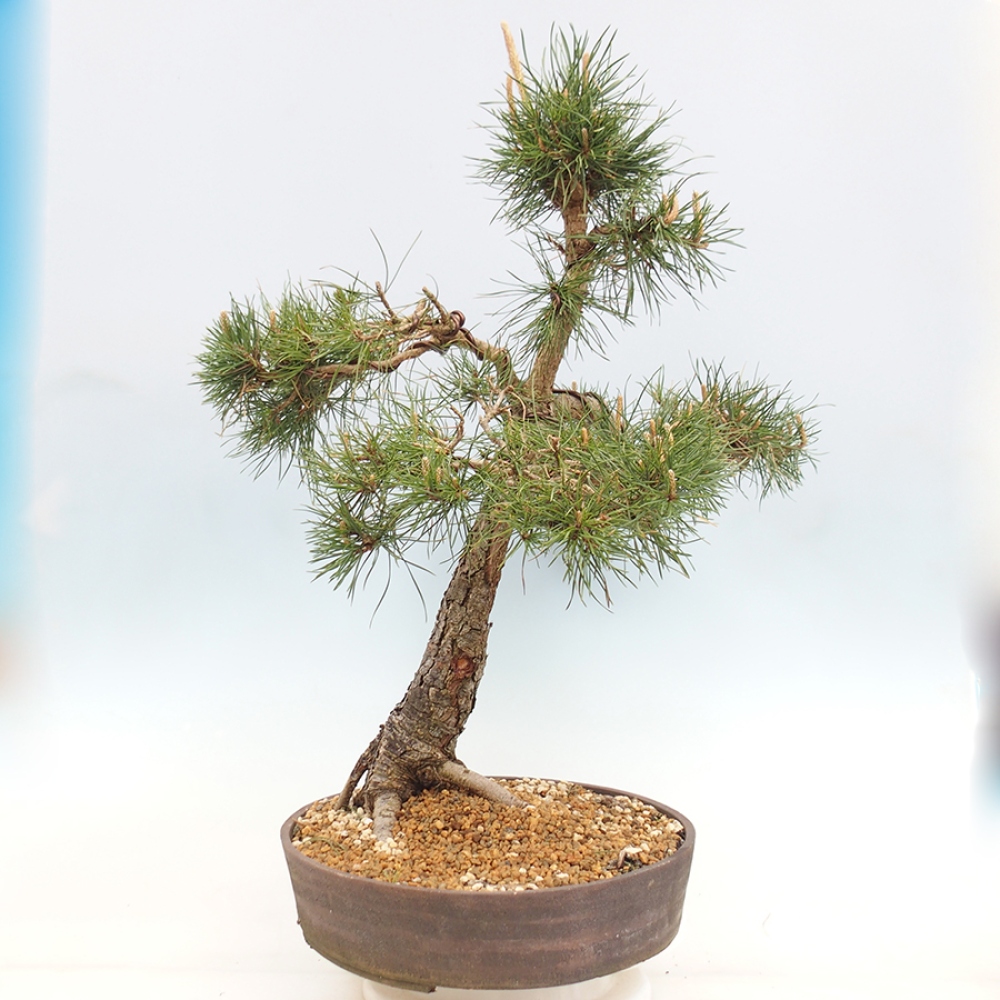 Bonsai voor buiten - Pinus thunbergii - Thunberg den