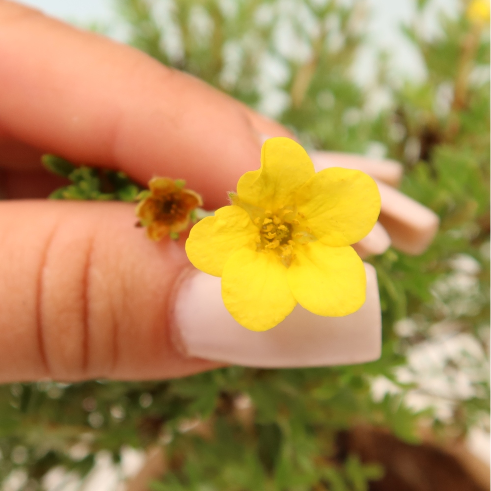 Bonsai voor buiten – Struikpotentilla – Potentilla fruticosa ‘Goldkissen’