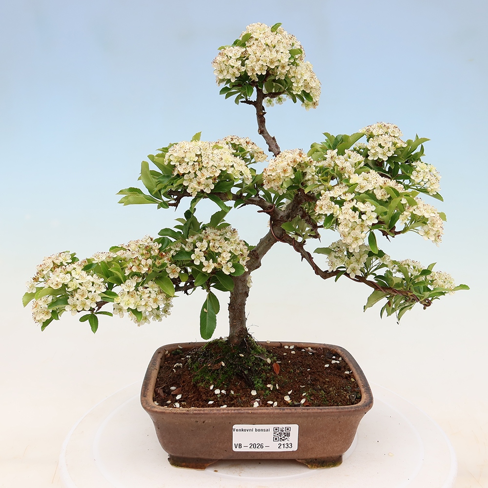 Buitenbonsai - Pyracantha teton - Vuurdoorn