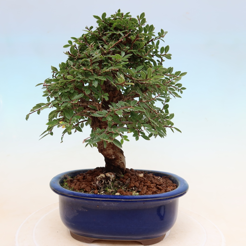 Bonsai voor buiten - Zelkova - Zelkova NIRE