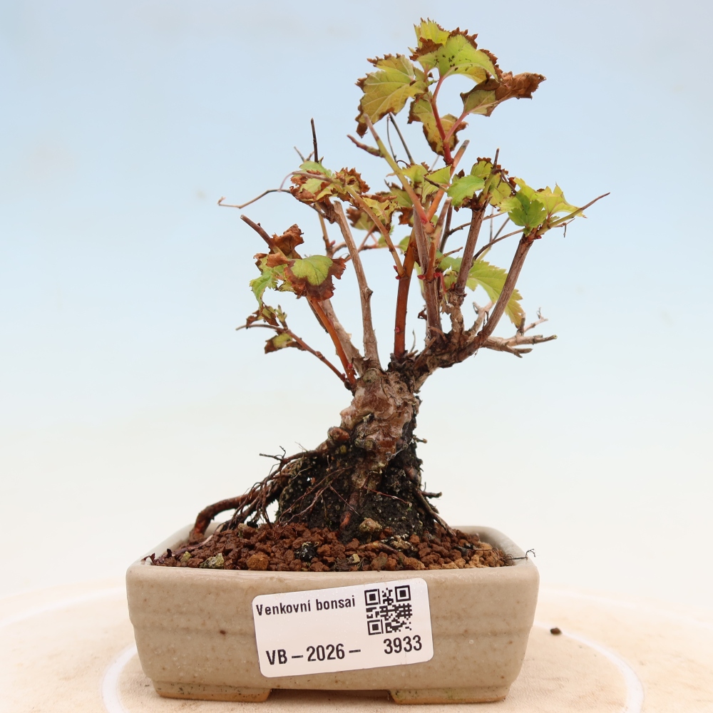 Bonsai voor buiten -  Stephanandra incisa - Gebogen kroonplant