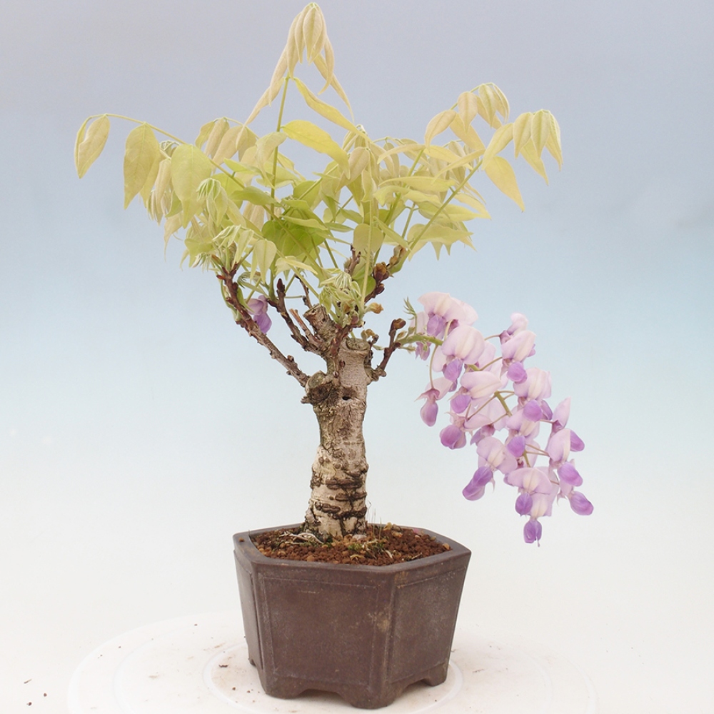 Bonsai voor buiten - Wisteria floribunda