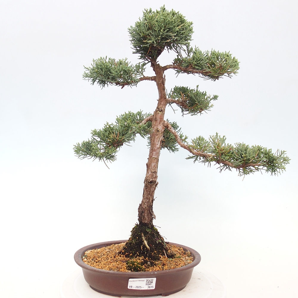 Bonsai voor buiten - Juniperus chinensis Kishu