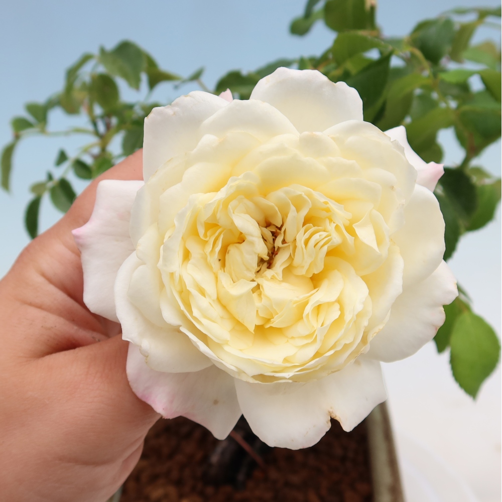 Bonsai voor buiten - Rosa Kordes - roos