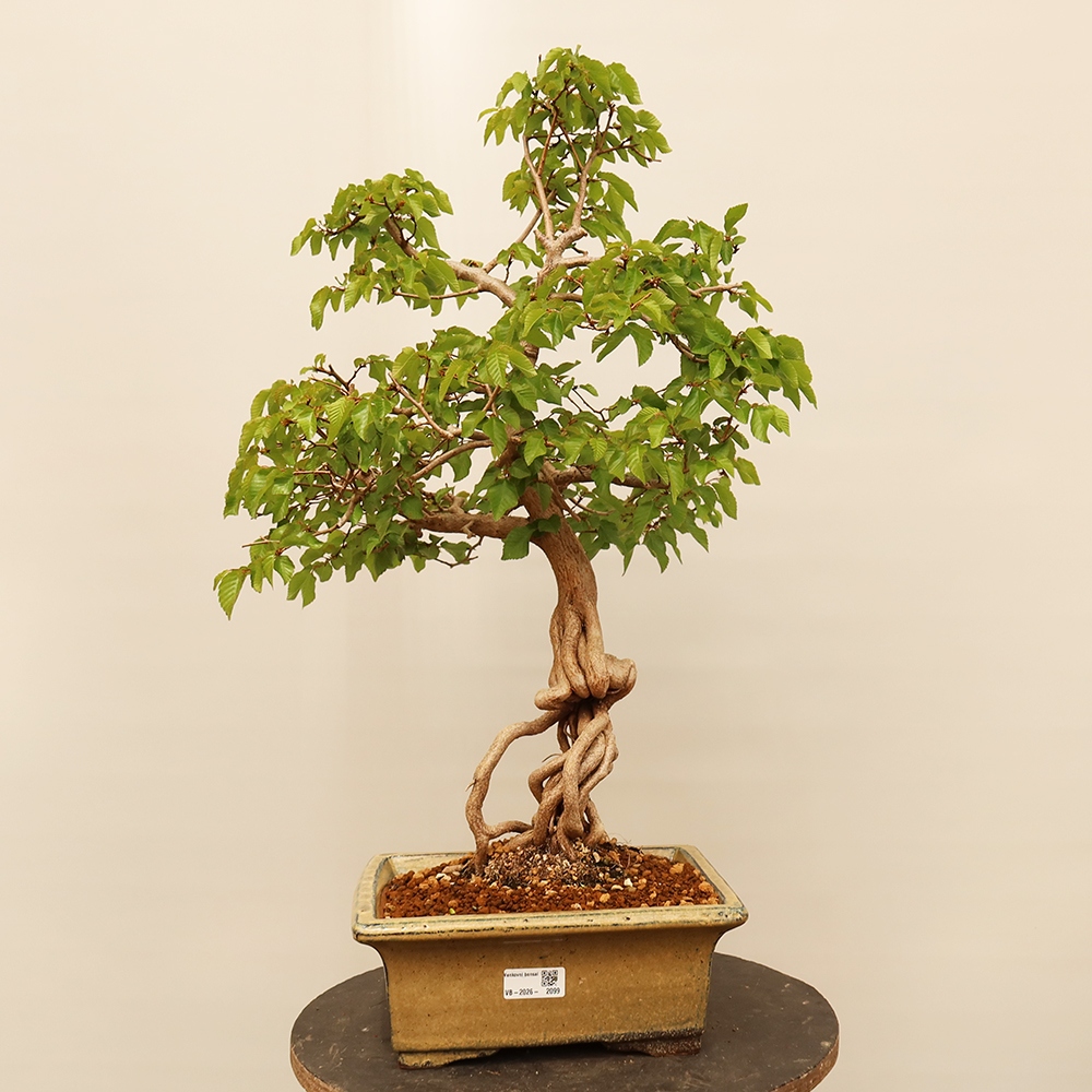 Bonsai voor buiten -Carpinus Coreana - Koreaanse haagbeuk