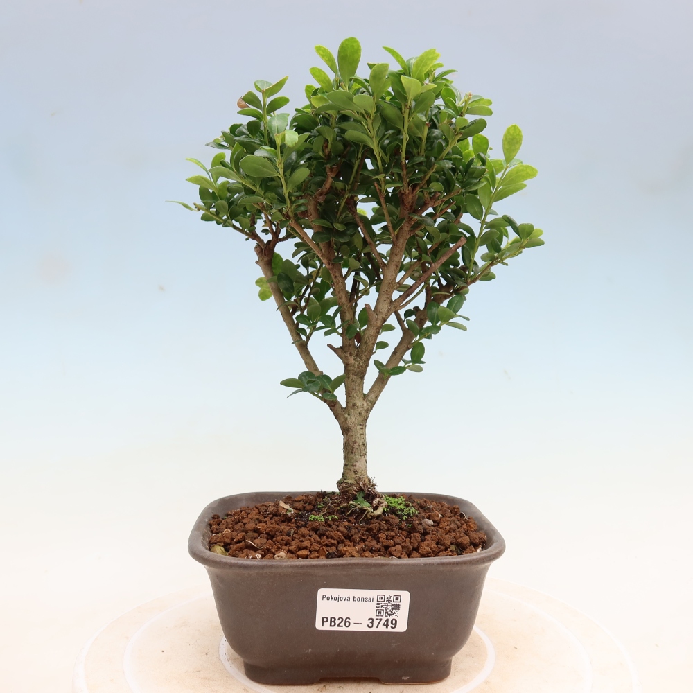 Kamerbonsai - Ilex crenata - Hulst