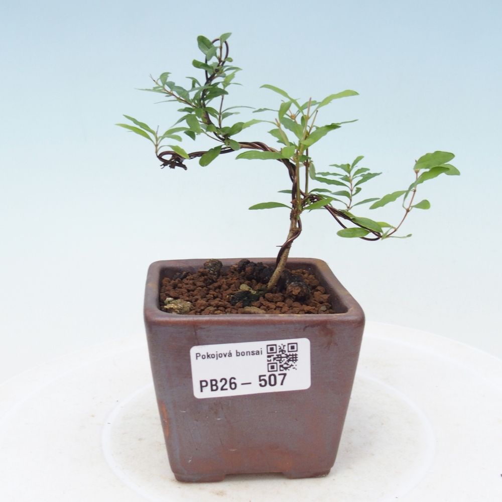 Kamerbonsai-PUNICA granatum nana-Granaatappel