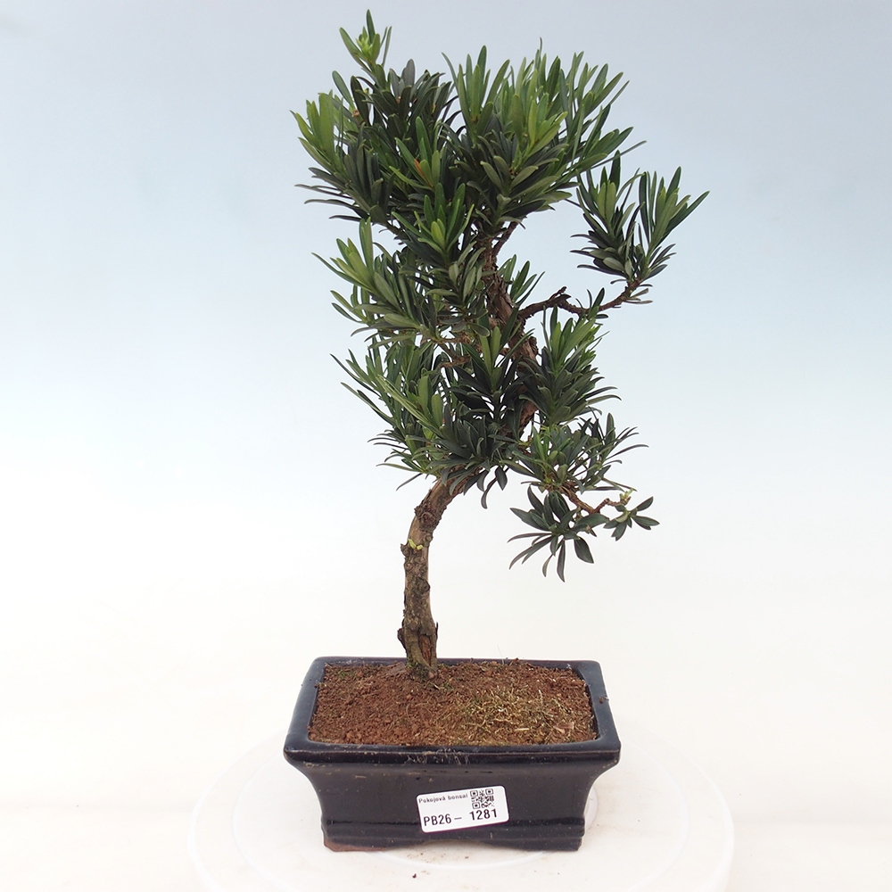 Kamerbonsai - Podocarpus - Taxus