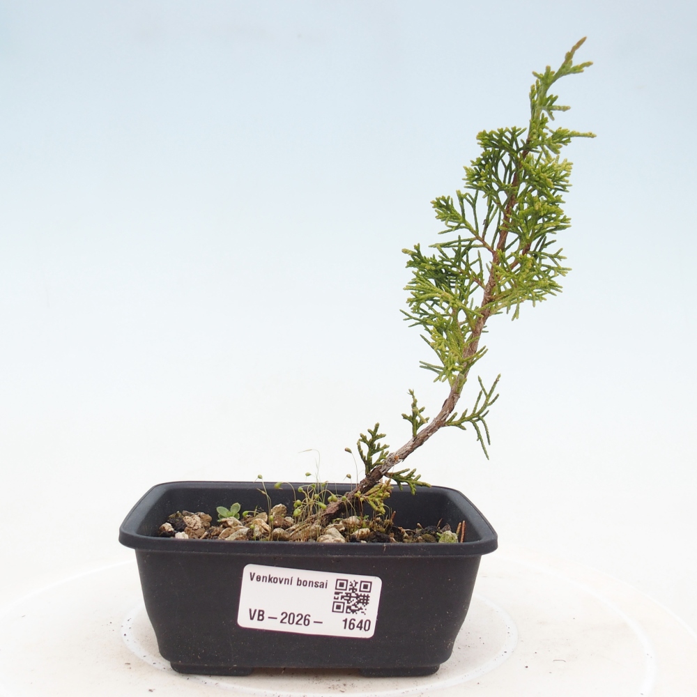 Bonsai voor buiten - Juniperus chinensis Itoigawa
